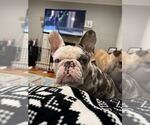 Small #2 French Bulldog