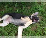 Small Photo #4 German Shepherd Dog Puppy For Sale in DRURY, MO, USA