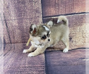 Chihuahua Puppy for sale in STARR, SC, USA