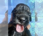Small Photo #15 Cock-A-Poo-Cockapoo Mix Puppy For Sale in LOVELAND, CO, USA