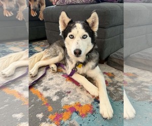 Siberian Husky Dogs for adoption in Sandy, UT, USA