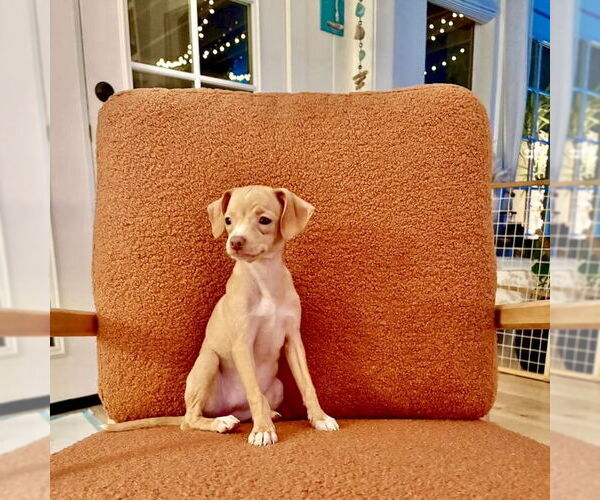 Medium Photo #4 Chiweenie Puppy For Sale in San Juan Capistrano, CA, USA