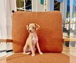 Small #3 Chiweenie