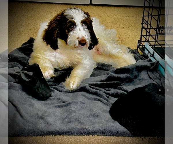 Medium Photo #1 Pyredoodle Puppy For Sale in WINTERVILLE, NC, USA