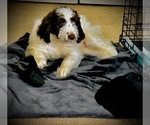 Small Photo #1 Pyredoodle Puppy For Sale in WINTERVILLE, NC, USA