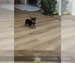 Small #5 Yorkshire Terrier