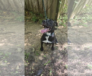 Evan - Male Labrador Retriever-Unknown Mix Dog for Adoption - Photo #2