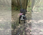 Small #1 Labrador Retriever Mix