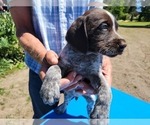 Small #1 German Wirehaired Pointer