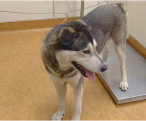 Siberian Husky-Unknown Mix Dogs for adoption in Sacramento, CA, USA