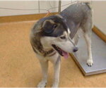 *JOAQUIN - Male Siberian Husky-Unknown Mix Dog for Adoption - Small photo
