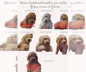 Goldendoodle (Miniature) Puppy for sale in GREELEY, CO, USA