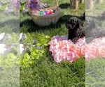 Puppy Chanel Poodle (Standard)