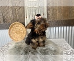 Molly - Female Yorkshire Terrier Puppy for Sale - Photo #10