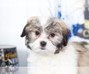 Maltese Puppy for sale in MOUNT VERNON, OH, USA