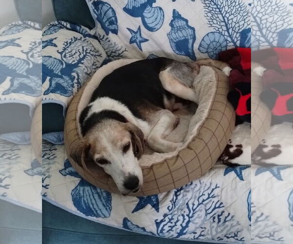 Medium Photo #5 Beagle Puppy For Sale in Dunnellon, FL, USA
