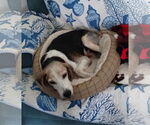 Small #4 Beagle