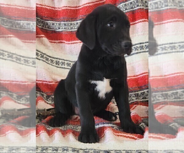 Medium Photo #103 Labrador Retriever Puppy For Sale in MERIDEN, KS, USA