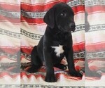 Small #6 Labrador Retriever