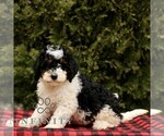 Small #1 Bernedoodle (Miniature)