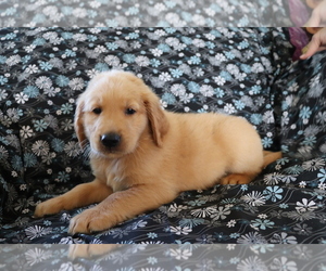 Golden Retriever Puppy for sale in SHILOH, OH, USA