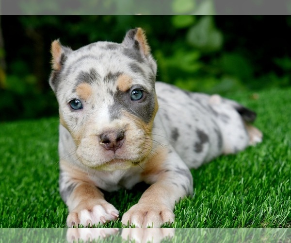 Full screen Photo #11 American Bully Puppy For Sale in CLEVELAND, GA, USA