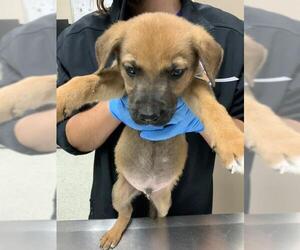 Black Mouth Cur Dogs for adoption in Conroe, TX, USA