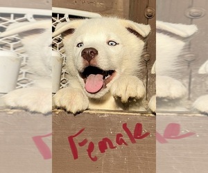 Siberian Husky Puppy for sale in WILLIAMSBURG, VA, USA