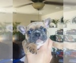 Puppy 3 French Bulldog