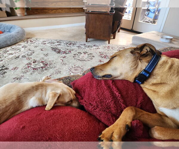 Medium Photo #15 Daug Puppy For Sale in Escondido, CA, USA