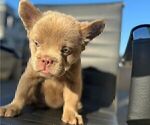 Small #1 French Bulldog