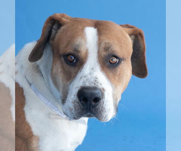 Medium Photo #1 American Pit Bull Terrier-Unknown Mix Puppy For Sale in Pasadena, CA, USA