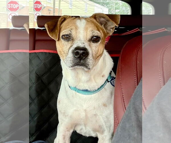 Medium Photo #17 Jack-A-Bee Puppy For Sale in Boonton, NJ, USA