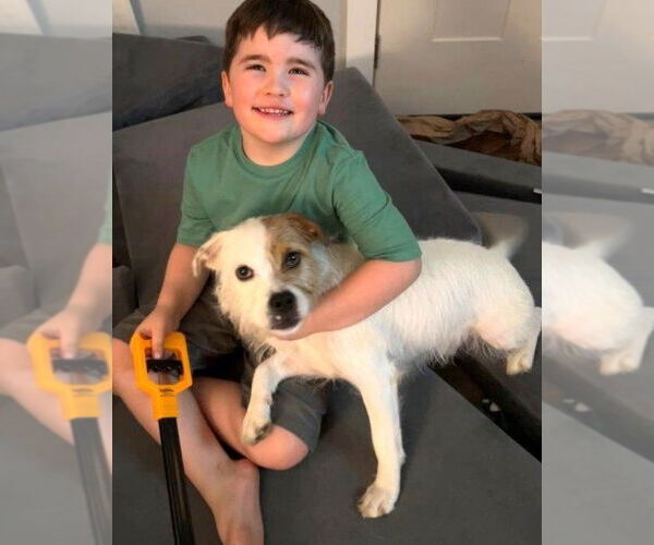 Medium Photo #3 Jack Russell Terrier-Unknown Mix Puppy For Sale in Germanton, TN, USA