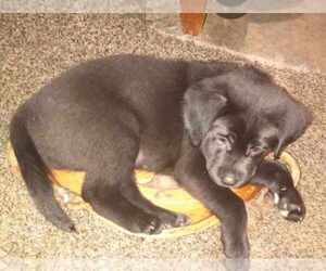 Boxador Puppy for sale in NECEDAH, WI, USA