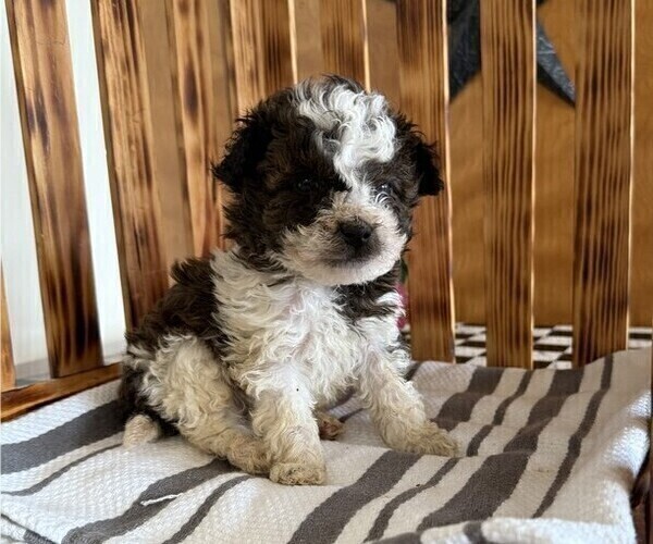Medium Photo #3 Poodle (Miniature) Puppy For Sale in CURTISS, WI, USA