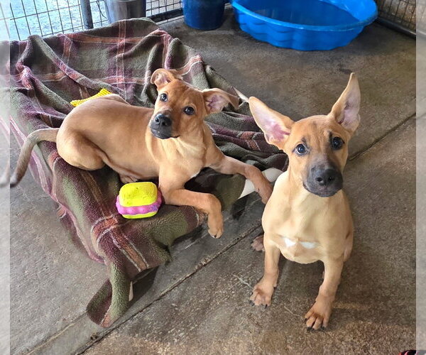 Medium Photo #2 German Shepherd Dog Puppy For Sale in Southbury, CT, USA