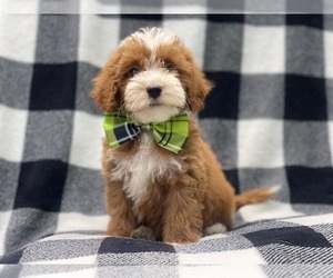 Cavapoo Puppy for sale in LAKELAND, FL, USA