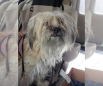 Small Photo #10 Maltipoo (Miniature) Puppy For Sale in Las Vegas, NV, USA