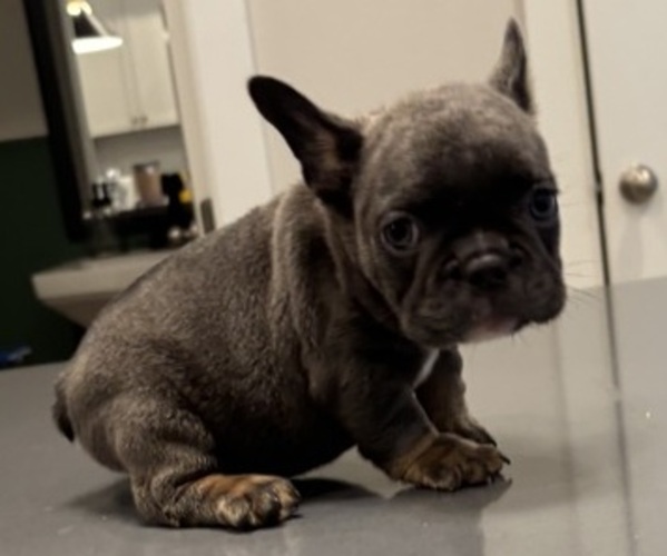 Medium Photo #6 French Bulldog Puppy For Sale in ATLANTA, GA, USA