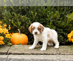 Small #3 Cocker Spaniel-Poodle (Miniature) Mix