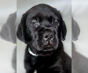 Cane Corso-Mastador Mix Puppy for sale in THAXTON, VA, USA