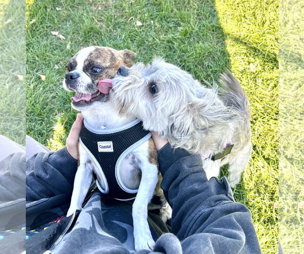 Medium Photo #2 Shih Tzu-Unknown Mix Puppy For Sale in Estherville, IA, USA