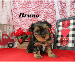 Small #1 Yorkshire Terrier