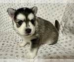 Small #7 Pomsky