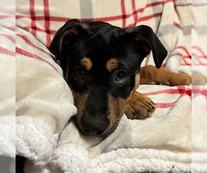 Rottweiler-Unknown Mix Dogs for adoption in Canal Winchester, OH, USA