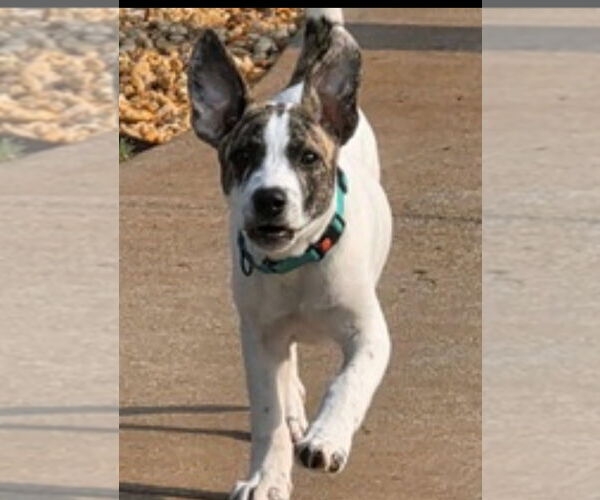 Medium Photo #2 Mutt Puppy For Sale in Sanford, FL, USA