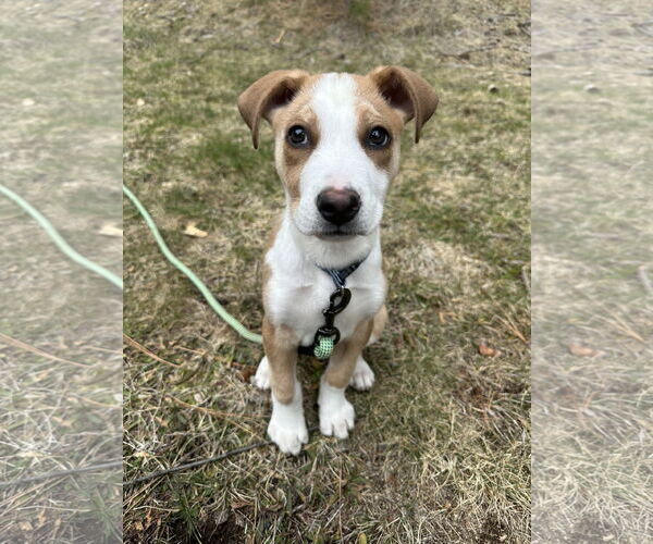 Medium Photo #1 Australian Shepherd-Unknown Mix Puppy For Sale in Polson, MT, USA
