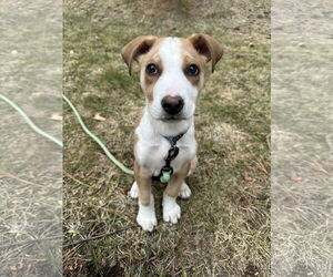 Australian Shepherd-Unknown Mix Dogs for adoption in Polson, MT, USA