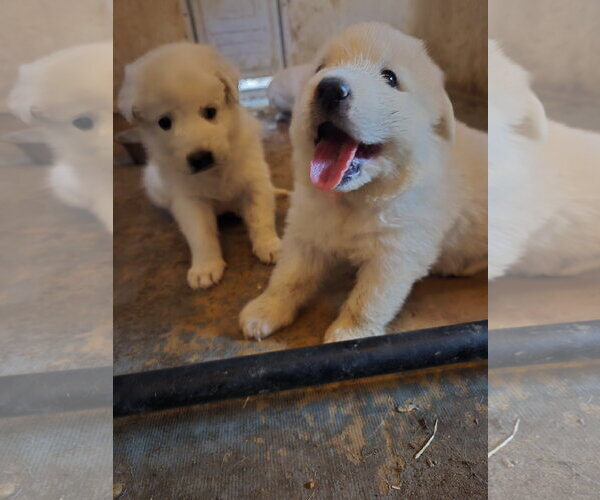 Medium Photo #1 Great Pyrenees Puppy For Sale in Spring, TX, USA